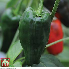 Chilli Pepper 'Padron' (Medium - The Tapas Pepper) - Seeds